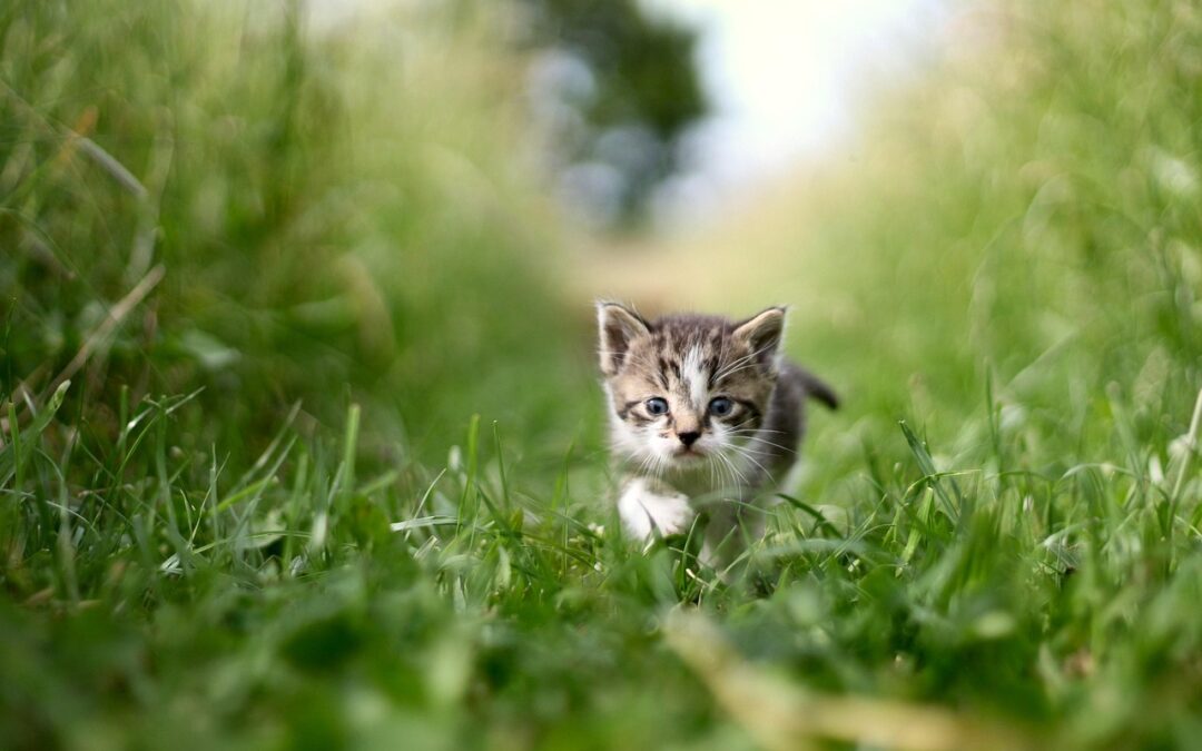 L’importance des examens annuels pour votre animal